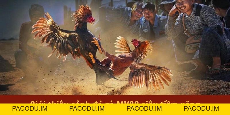 Đá Gà MV88 - Đấu Trường Hội Tụ Những Chiến Kê Bất Bại
