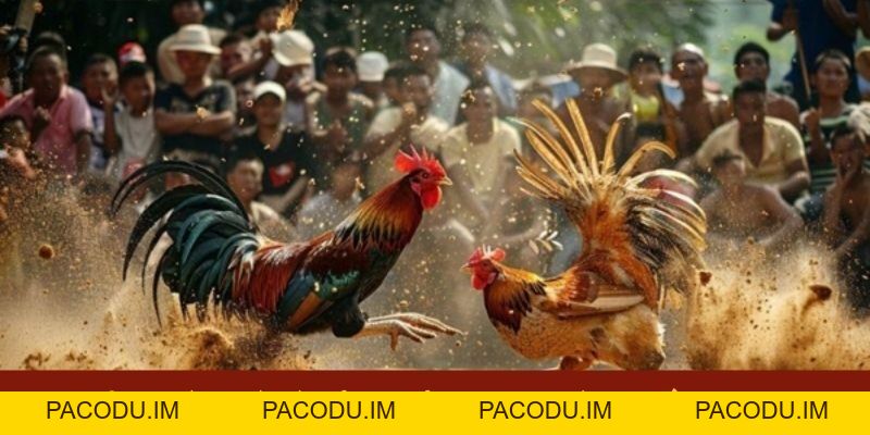 Đá Gà MV88 - Đấu Trường Hội Tụ Những Chiến Kê Bất Bại