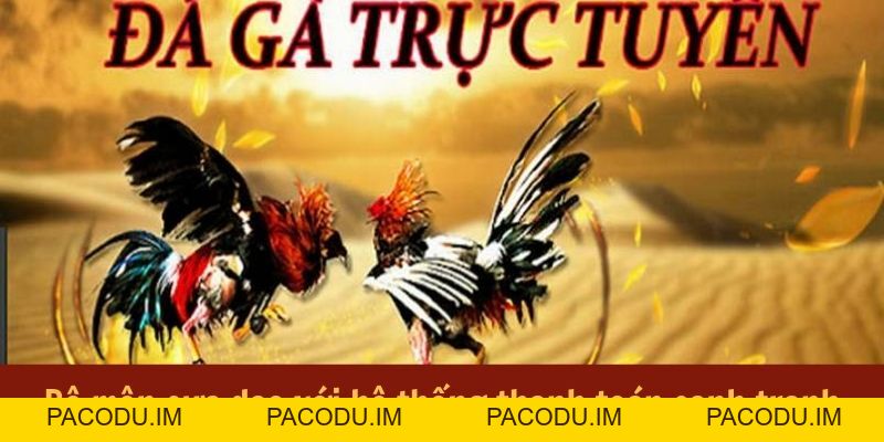 Đá Gà MV88 - Đấu Trường Hội Tụ Những Chiến Kê Bất Bại